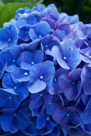 Slideshow